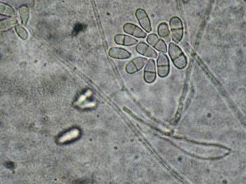 Trichothecium spp.