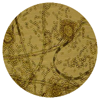 Aspergillus parasiticus